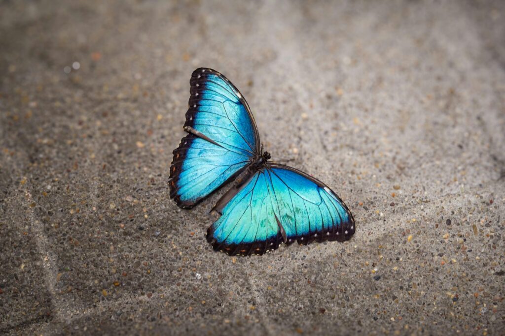Close-up of a vivid blue morpho butterfly resting on sandy ground, showcasing its striking wings.